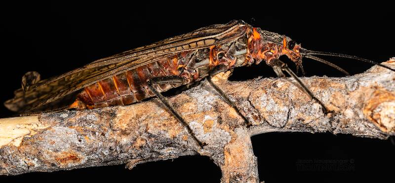 Female Pteronarcys californica (Pteronarcyidae) (Giant Salmonfly) Stonefly Adult from the Gallatin River in Montana