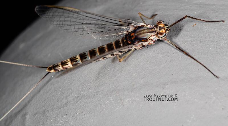 Female Siphlonurus alternatus (Siphlonuridae) (Gray Drake) Mayfly Spinner from the Gallatin River in Montana