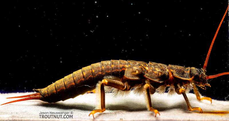 Pteronarcys californica (Giant Salmonfly) Stonefly Nymph