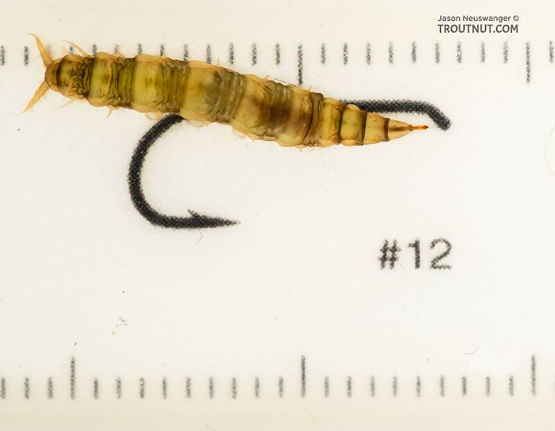Ruler view of a Atherix (Athericidae) (Watersnipe Fly) True Fly Larva from the Gallatin River in Montana The smallest ruler marks are 1 mm.