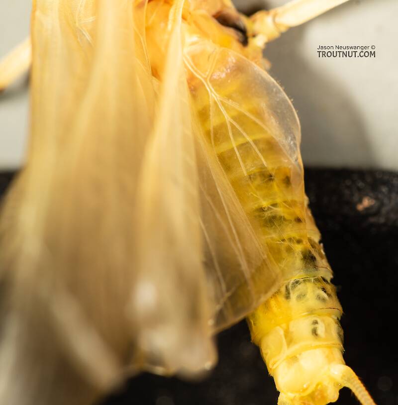 Female Hesperoperla pacifica (Perlidae) (Golden Stone) Stonefly Adult from the Gallatin River in Montana