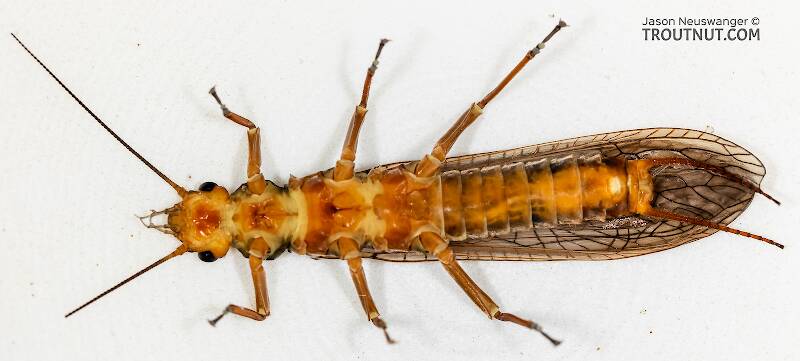 Ventral view of a Female Hesperoperla pacifica (Perlidae) (Golden Stone) Stonefly Adult from the Gallatin River in Montana