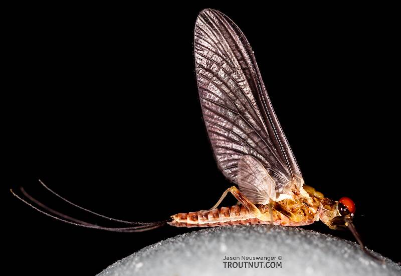 Male Ephemerella tibialis (Little Western Dark Hendrickson) Mayfly Dun