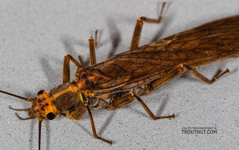 Female Calineuria californica (Perlidae) (Golden Stone) Stonefly Adult from Mystery Creek #249 in Washington