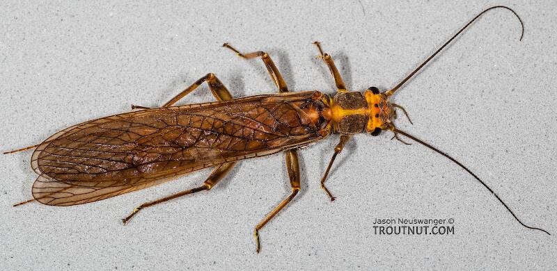 Female Calineuria californica (Perlidae) (Golden Stone) Stonefly Adult from Mystery Creek #249 in Washington
