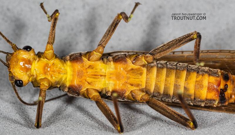 Ventral view of a Female Calineuria californica (Perlidae) (Golden Stone) Stonefly Adult from Mystery Creek #249 in Washington