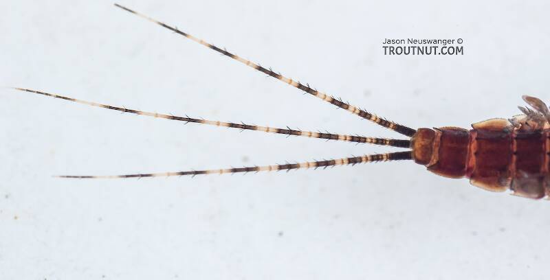 Ephemerella tibialis (Ephemerellidae) (Little Western Dark Hendrickson) Mayfly Nymph from Mystery Creek #249 in Washington