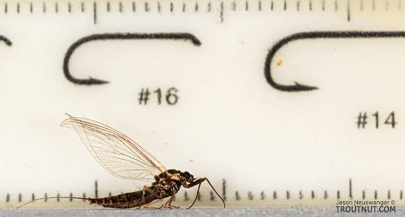 Ruler view of a Female Ameletus (Ameletidae) (Brown Dun) Mayfly Spinner from Mystery Creek #199 in Washington The smallest ruler marks are 1 mm.