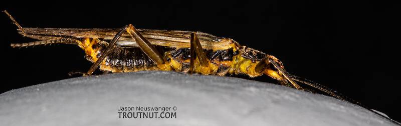 Female Kogotus nonus  Stonefly Adult