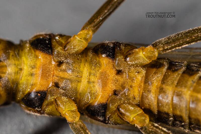 Female Kogotus nonus (Perlodidae) (Smooth Springfly) Stonefly Adult from Mystery Creek #199 in Washington