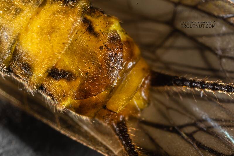 Female Kogotus nonus (Perlodidae) (Smooth Springfly) Stonefly Adult from Mystery Creek #199 in Washington