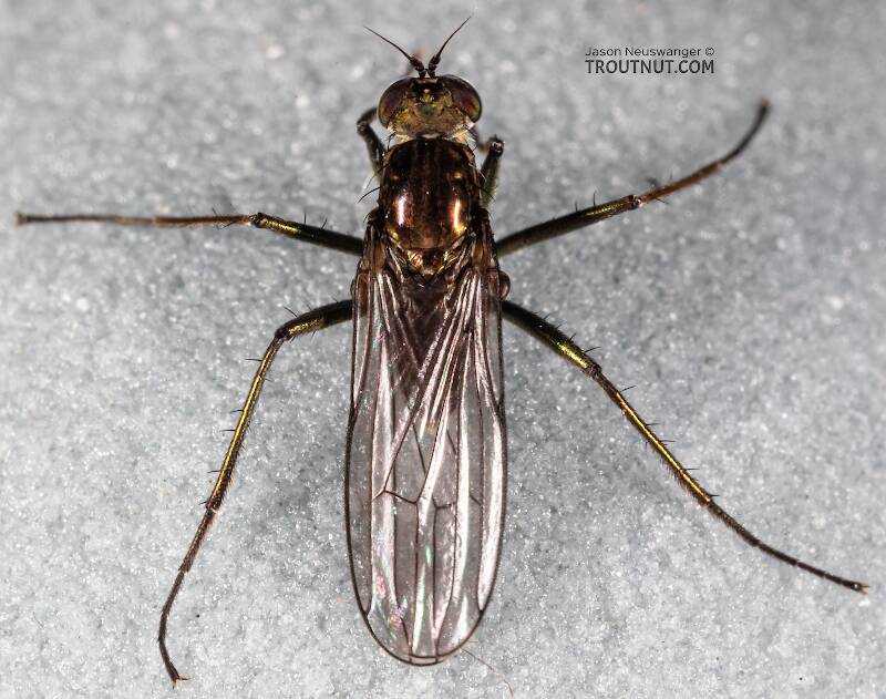 Dorsal view of a Dolichopodidae True Fly Adult from Mystery Creek #199 in Washington