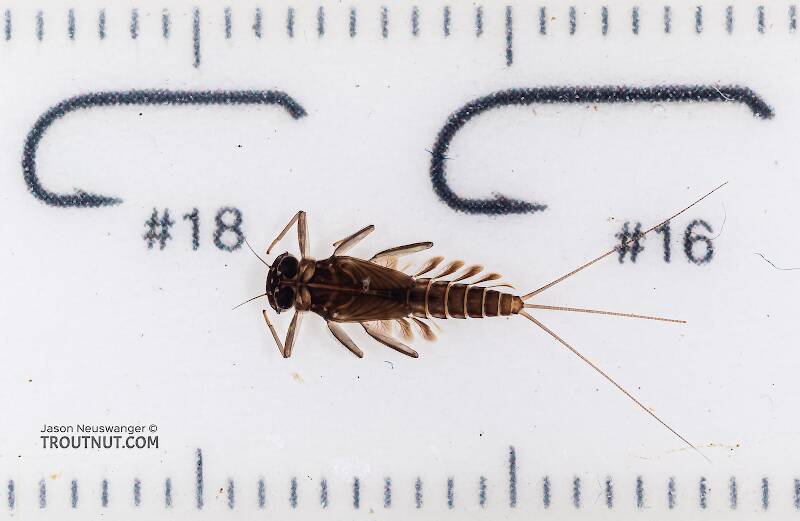 Ruler view of a Cinygmula (Heptageniidae) (Dark Red Quill) Mayfly Nymph from Mystery Creek #199 in Washington The smallest ruler marks are 1 mm.