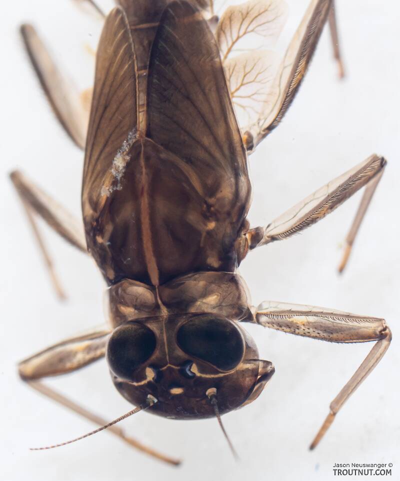 Cinygmula (Heptageniidae) (Dark Red Quill) Mayfly Nymph from Mystery Creek #199 in Washington