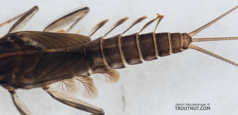Cinygmula (Heptageniidae) (Dark Red Quill) Mayfly Nymph from Mystery Creek #199 in Washington