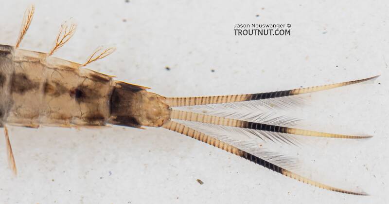 Ameletus (Ameletidae) (Brown Dun) Mayfly Nymph from Mystery Creek #199 in Washington