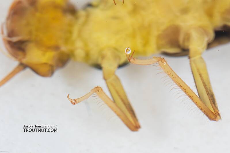 Kogotus nonus (Perlodidae) (Smooth Springfly) Stonefly Nymph from Mystery Creek #199 in Washington