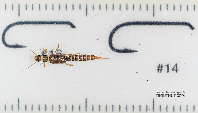 Ruler view of a Suwallia pallidula (Chloroperlidae) (Sallfly) Stonefly Nymph from Mystery Creek #199 in Washington The smallest ruler marks are 1 mm.