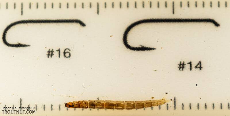 Ruler view of a Chironomidae (Midge) True Fly Larva from Mystery Creek #199 in Washington The smallest ruler marks are 1 mm.