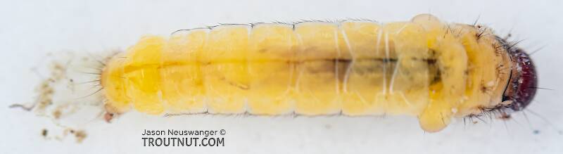 Dorsal view of a Lepidostoma (Lepidostomatidae) (Little Brown Sedge) Caddisfly Larva from Mystery Creek #199 in Washington