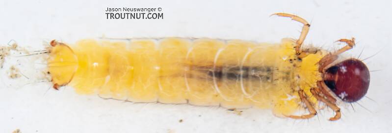 Ventral view of a Lepidostoma (Lepidostomatidae) (Little Brown Sedge) Caddisfly Larva from Mystery Creek #199 in Washington