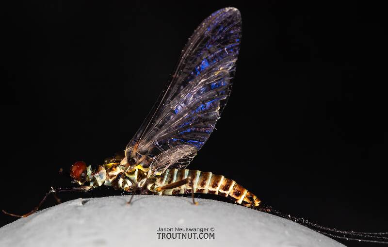 Male Drunella coloradensis (Small Western Green Drake) Mayfly Spinner