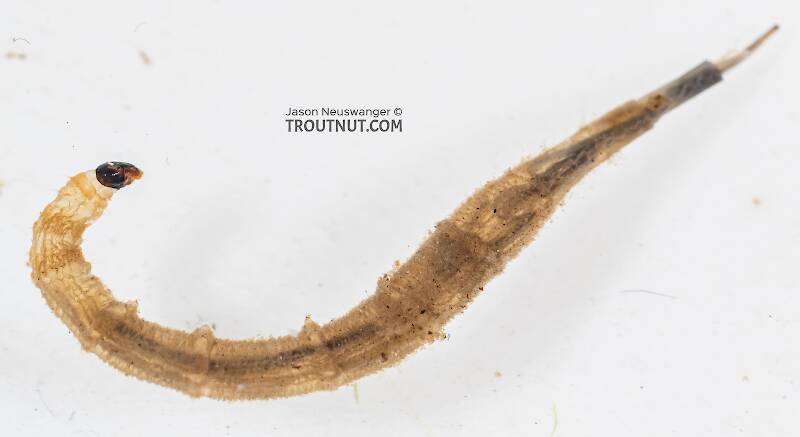 Ptychopteridae (Phantom Crane Fly) True Fly Larva from Mystery Creek #199 in Washington
