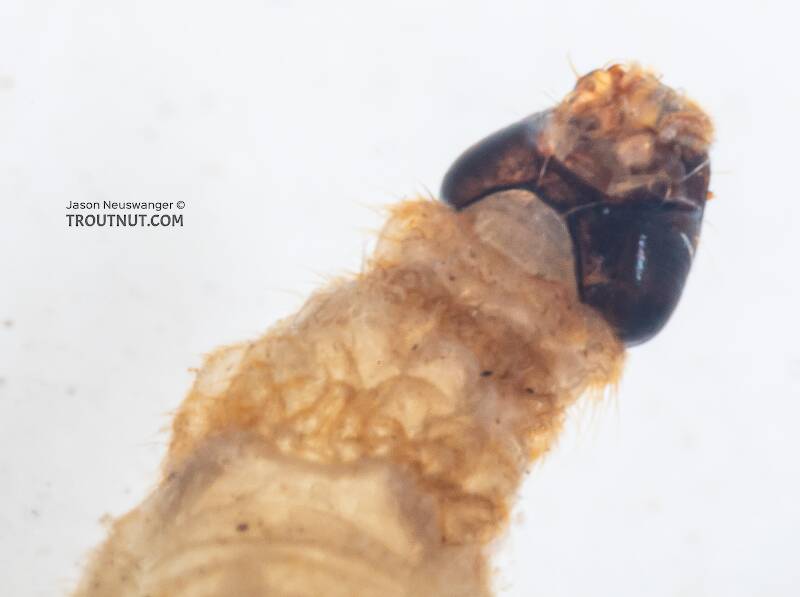 Ptychopteridae (Phantom Crane Fly) True Fly Larva from Mystery Creek #199 in Washington