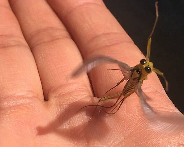 Photo credit: Hyun Kounne

Male Heptagenia culacantha (Heptageniidae) Mayfly Dun from the Delaware River in New York