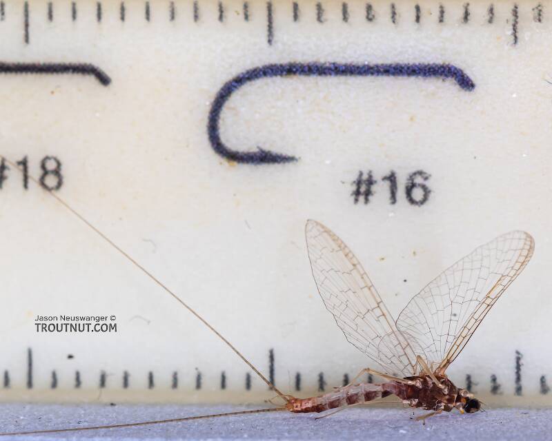 Ruler view of a Male Cinygmula par (Heptageniidae) Mayfly Spinner from Mystery Creek #249 in Washington The smallest ruler marks are 1 mm.