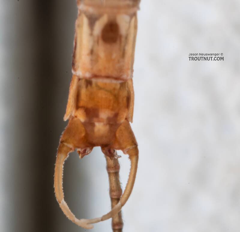 Male Cinygmula par (Heptageniidae) Mayfly Spinner from Mystery Creek #249 in Washington