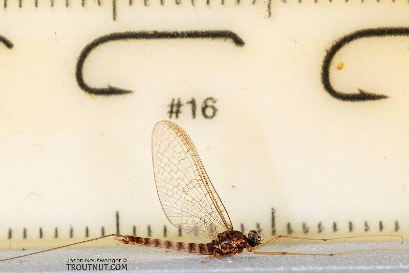 Body 9 mm, wing 9 mm

Ruler view of a Male Cinygmula par (Heptageniidae) Mayfly Spinner from Mystery Creek #249 in Washington The smallest ruler marks are 1 mm.