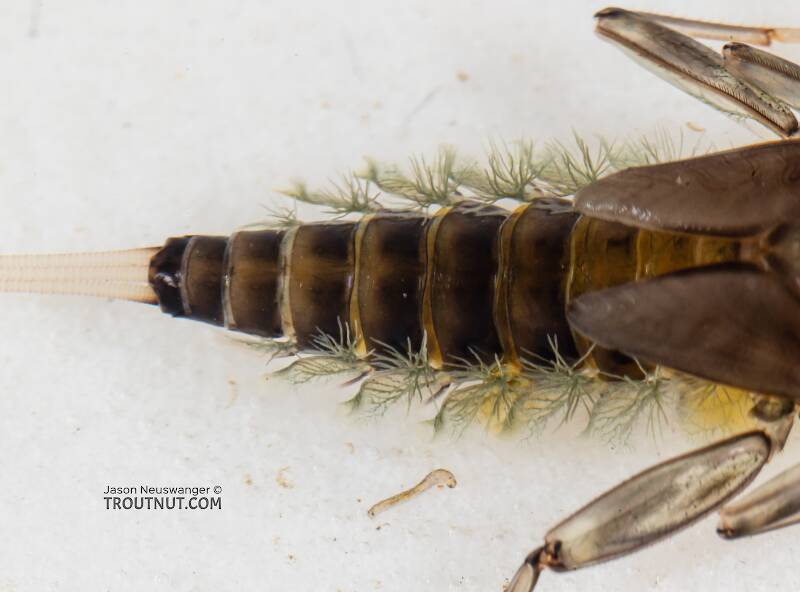 Rhithrogena hageni (Heptageniidae) (Western Black Quill) Mayfly Nymph from Mystery Creek #249 in Washington
