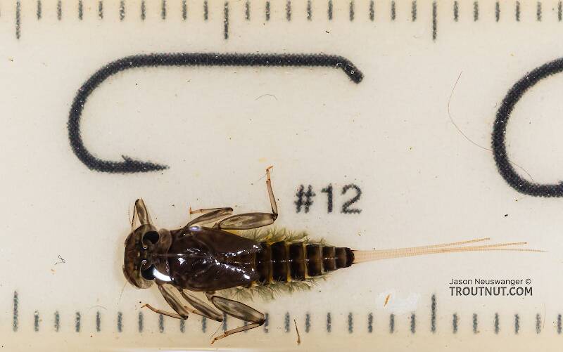 Body 11 mm long

Ruler view of a Rhithrogena hageni (Heptageniidae) (Western Black Quill) Mayfly Nymph from Mystery Creek #249 in Washington The smallest ruler marks are 1 mm.
