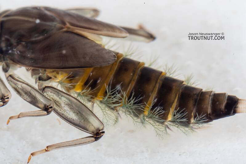 Rhithrogena hageni (Heptageniidae) (Western Black Quill) Mayfly Nymph from Mystery Creek #249 in Washington