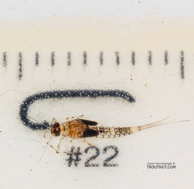 Ruler view of a Male Baetis flavistriga (Baetidae) (BWO) Mayfly Nymph from the Dosewallips River in Washington The smallest ruler marks are 1 mm.