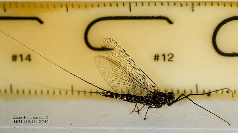 Ruler view of a Male Siphlonurus occidentalis (Siphlonuridae) (Gray Drake) Mayfly Spinner from the Henry's Fork of the Snake River in Idaho The smallest ruler marks are 1 mm.