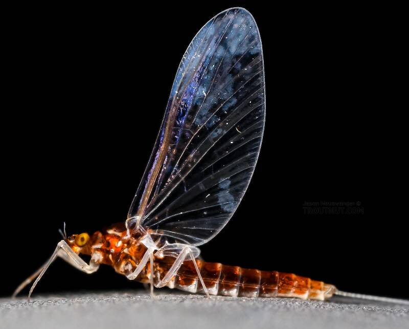 Female Acerpenna pygmaea (Baetidae) (Tiny Blue-Winged Olive) Mayfly Spinner from the Henry's Fork of the Snake River in Idaho