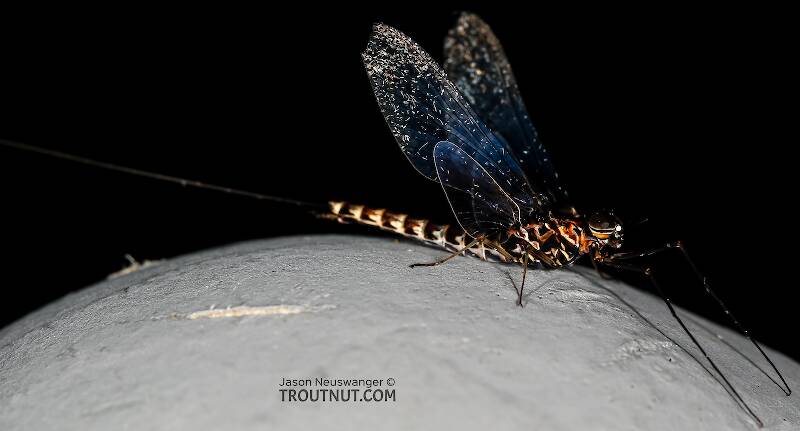 Male Siphlonurus occidentalis (Siphlonuridae) (Gray Drake) Mayfly Spinner from the Henry's Fork of the Snake River in Idaho