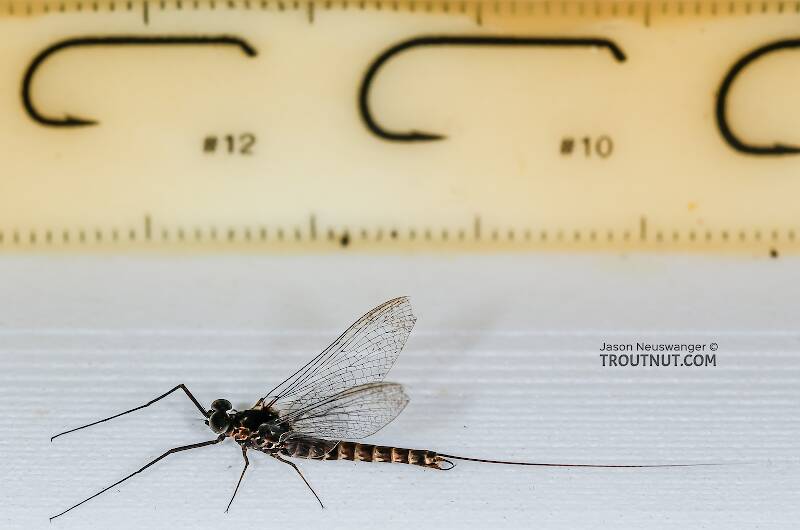 Ruler view of a Male Siphlonurus occidentalis (Siphlonuridae) (Gray Drake) Mayfly Spinner from the Henry's Fork of the Snake River in Idaho The smallest ruler marks are 1 mm.