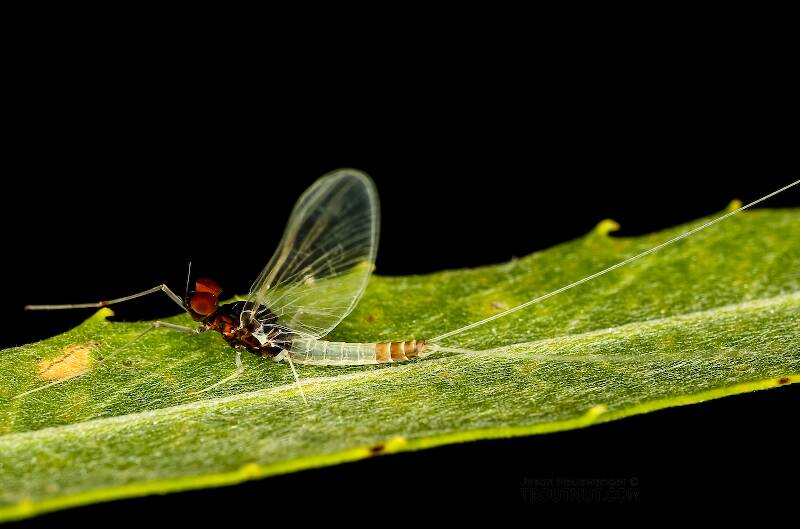 Artistic view of a Male Acerpenna pygmaea (Baetidae) (Tiny Blue-Winged Olive) Mayfly Spinner from the Henry's Fork of the Snake River in Idaho