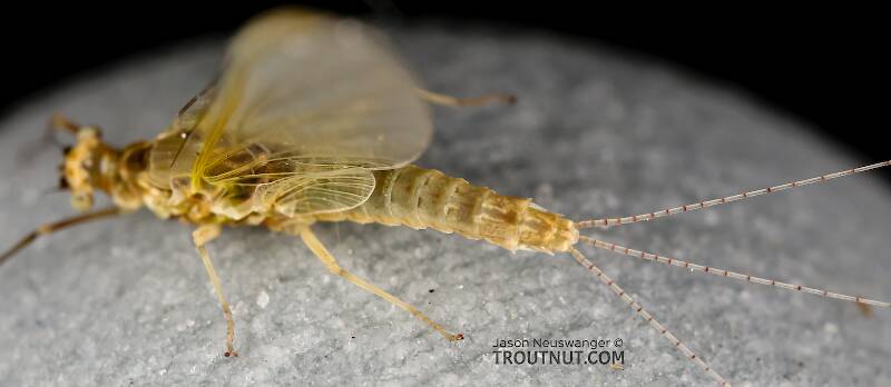 Female Ephemerella excrucians (Ephemerellidae) (Pale Morning Dun) Mayfly Spinner from Red Rock Creek in Idaho