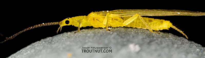 Suwallia pallidula (Chloroperlidae) (Sallfly) Stonefly Adult from Mystery Creek #237 in Montana