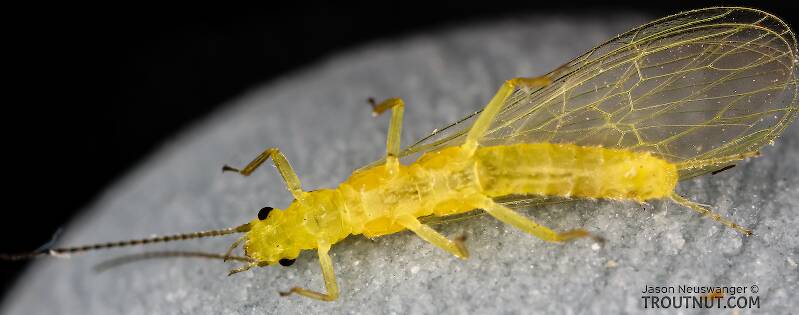 Ventral view of a Suwallia pallidula (Chloroperlidae) (Sallfly) Stonefly Adult from Mystery Creek #237 in Montana