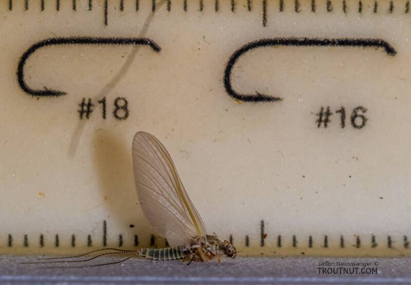 Ruler view of a Female Ephemerella excrucians (Ephemerellidae) (Pale Morning Dun) Mayfly Dun from the Big Lost River in Idaho The smallest ruler marks are 1 mm.
