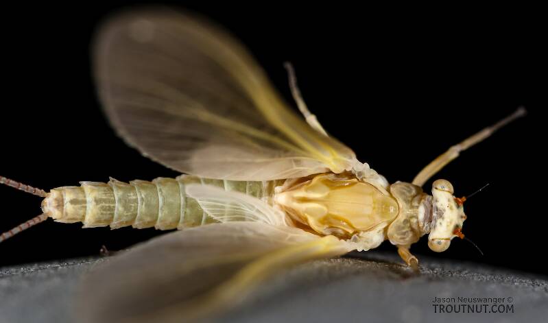 Dorsal view of a Female Ephemerella excrucians (Ephemerellidae) (Pale Morning Dun) Mayfly Dun from the Big Lost River in Idaho