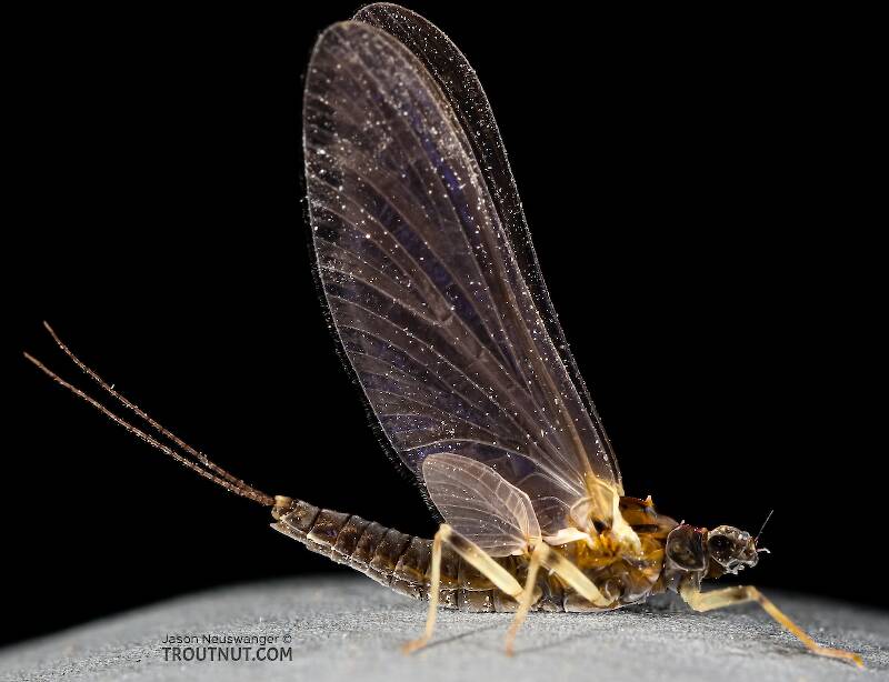 Female Ephemerella tibialis (Little Western Dark Hendrickson) Mayfly Dun