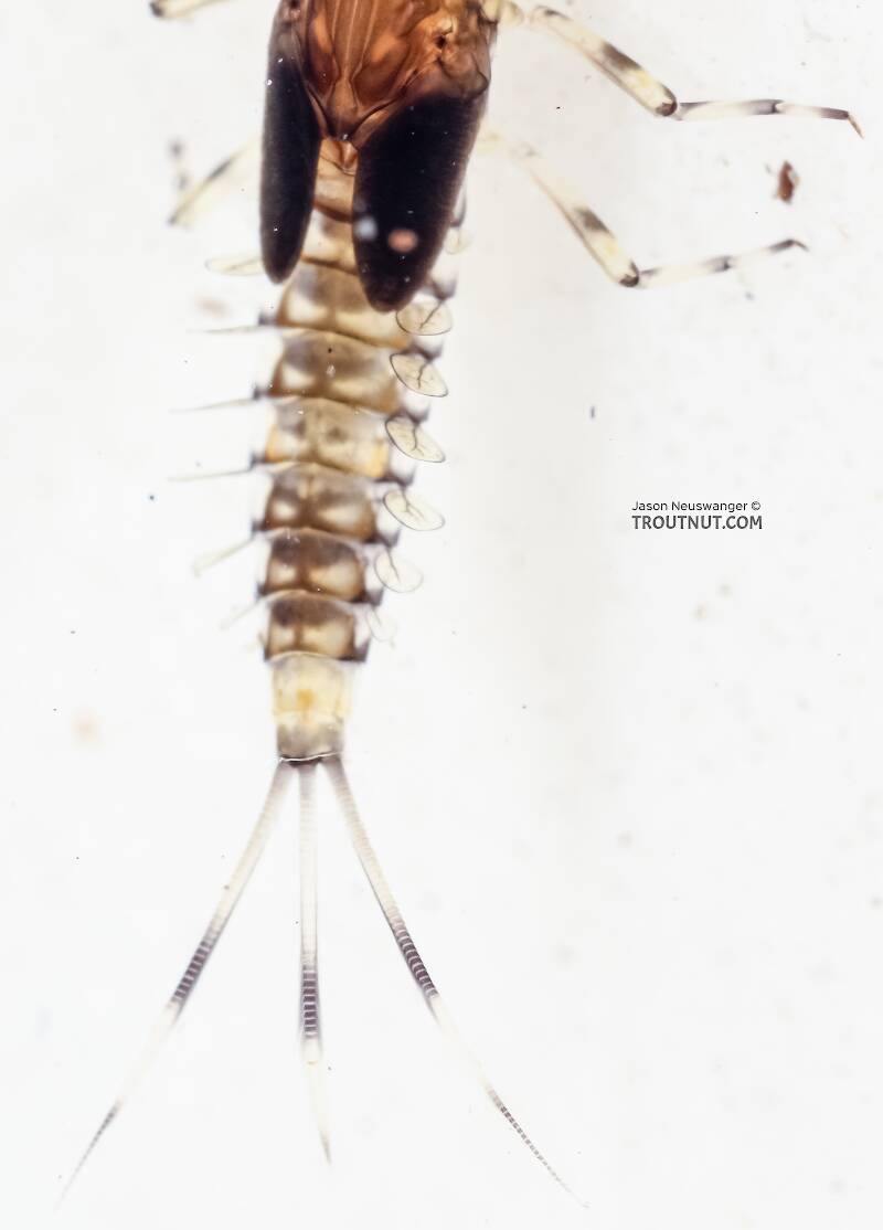 Baetis flavistriga (Baetidae) (BWO) Mayfly Nymph from the East Fork Big Lost River in Idaho