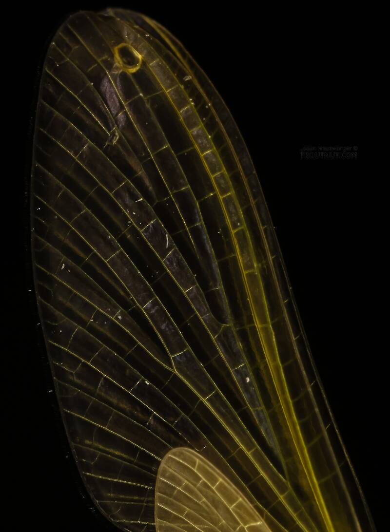 Female Cinygmula ramaleyi (Heptageniidae) (Small Western Gordon Quill) Mayfly Dun from Star Hope Creek in Idaho