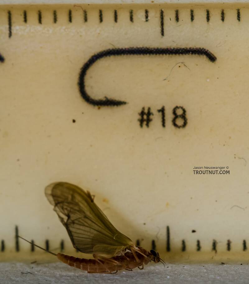Ruler view of a Female Cinygmula ramaleyi (Heptageniidae) (Small Western Gordon Quill) Mayfly Dun from Star Hope Creek in Idaho The smallest ruler marks are 1 mm.